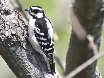 downy woodpecker BRD9626.JPG