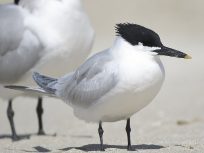 sandwich tern BRD0088.JPG