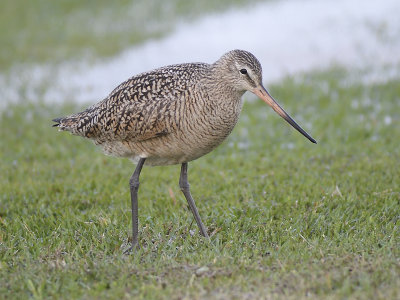 marbled godwit BRD0129.JPG