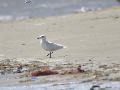 iceland gull BRD0278.JPG