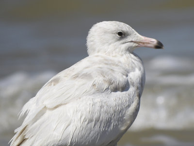 glaucous gull BRD0340.JPG