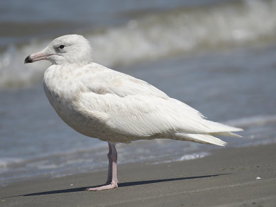 glaucous gull BRD0348.JPG