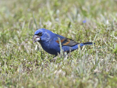 blue grosbeak BRD0503.JPG