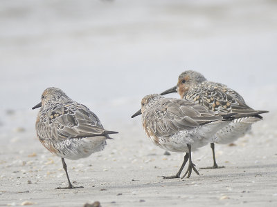 red knot BRD1912.JPG