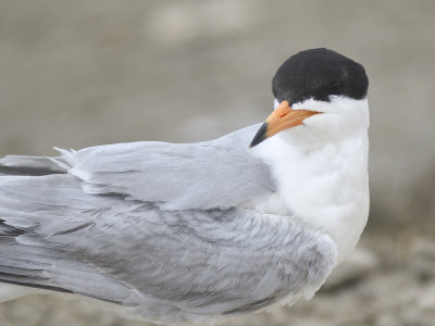 forster's tern BRD2156.JPG