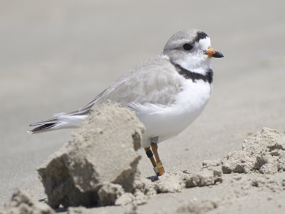 piping plover band BRD1363.JPG