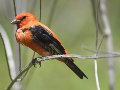 scarlet tanager BRD1401.JPG