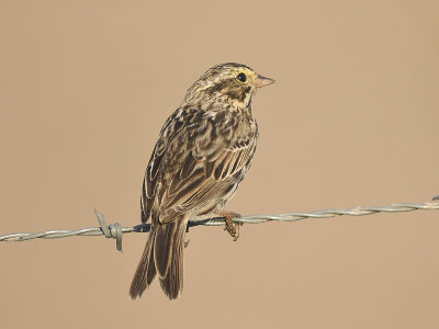 savannah sparrow BRD1625.JPG