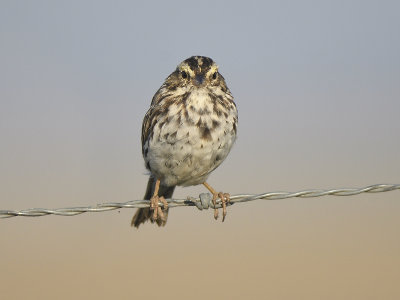 savannah sparrow BRD1630.JPG