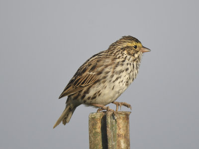 savannah sparrow BRD1634.JPG