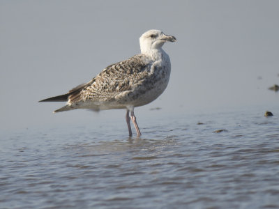 great black-backed gull BRD2626.JPG