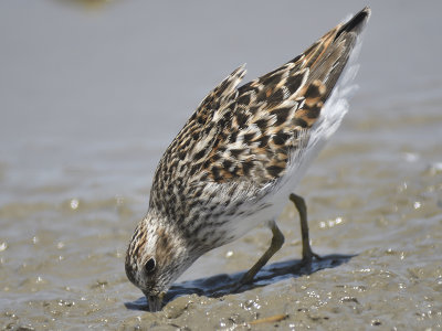 least sandpiper BRD2925.JPG