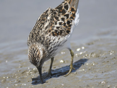 1190t_least_sandpiper