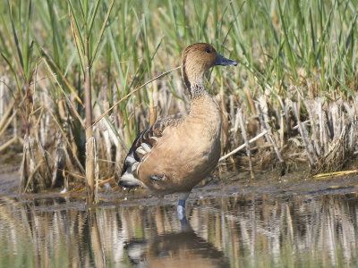 fulvous whistling duck BRD3107.JPG