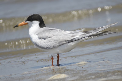 forster's tern BRD3299.JPG