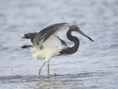 tricolored heron BRD3527.JPG