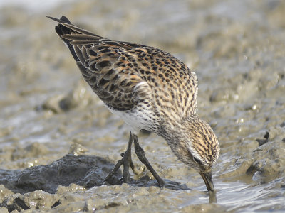 1190u_white_rumped_sandpiper