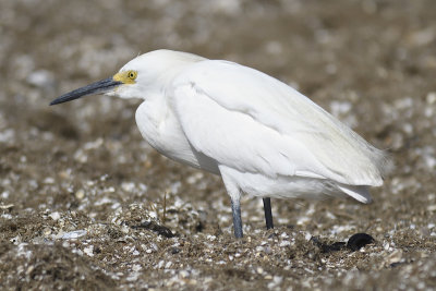 snowy egret BRD3807.JPG
