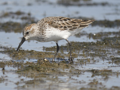 western sandpiper BRD3868.JPG