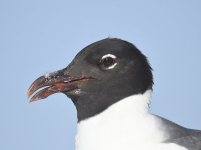 laughing gull BRD4040.JPG