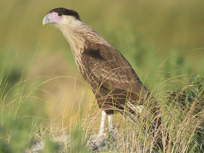 crested caracara BRD4299.JPG