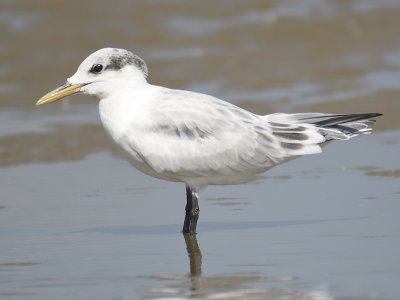 sandwich tern BRD4366.JPG