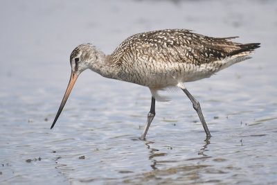 marbled godwit BRD4430.JPG