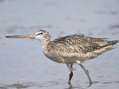 marbled godwit BRD4432.JPG