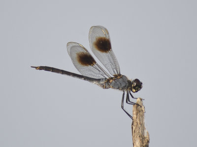 dragonfly BRD4532.JPG