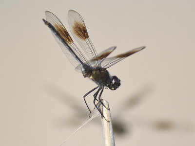 dragonfly BRD4540.JPG