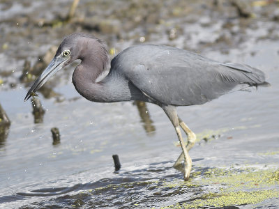 little blue heron BRD4561.JPG