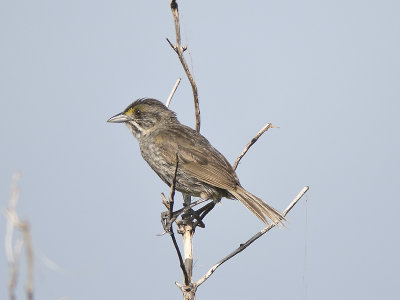 seaside sparrow BRD4585.JPG
