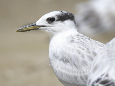 sandwich tern BRD4899.JPG