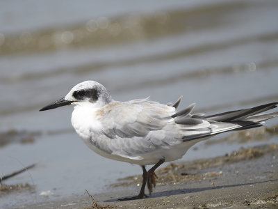 forster's tern BRD4863.JPG