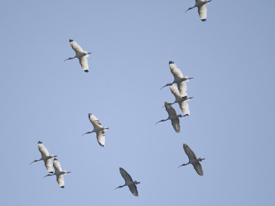 white ibis BRD5646.JPG