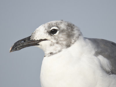 laughing gull BRD5741.JPG