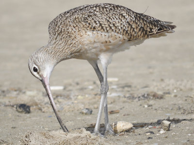 1190g_long_billed_curlew