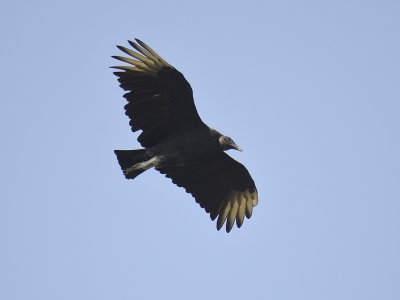 black vulture BRD6725.JPG