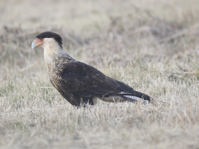 crested caracara BRD6575.JPG