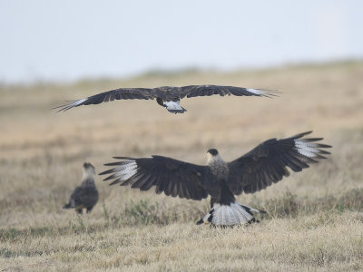 crested caracara BRD6585.JPG