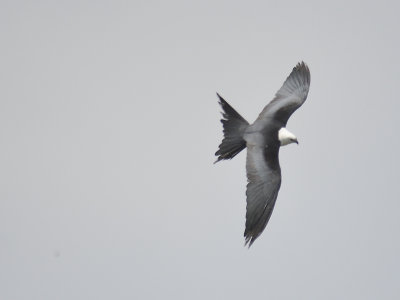 swallow-tailed kite BRD6665.JPG