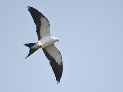 swallow-tailed kite BRD6677.JPG