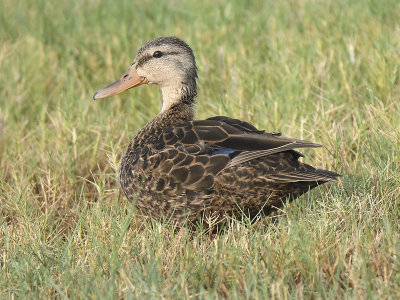 mottled duck BRD6286.JPG