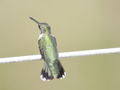 ruby-throated hummingbird BRD6833.JPG