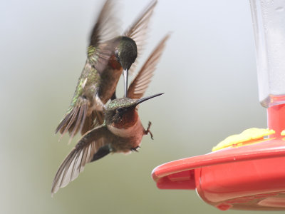 ruby-throated hummingbird BRD6896.JPG