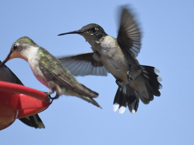 ruby-throated hummingbird BRD7009_01.JPG