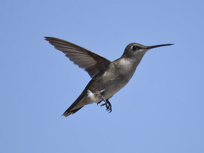 ruby-throated hummingbird BRD6976.JPG