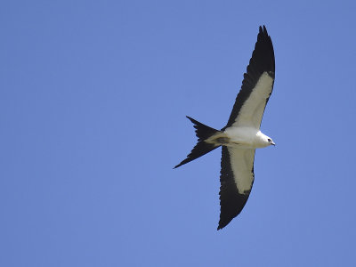 swallow-tailed kite BRD7144.JPG