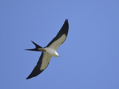 swallow-tailed kite BRD7163.JPG