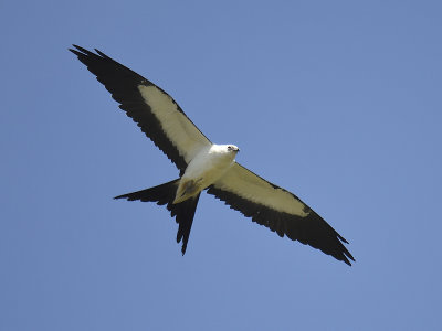 swallow-tailed kite BRD7122.JPG